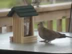 Dove.jpg (31kb)
