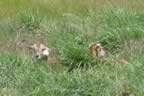 Goats_in_the_grass_cropped.jpg (88kb)