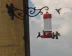 Hummers1.jpg (26kb)