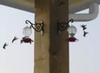 Hummers2.jpg (28kb)