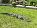 alligator.jpg (54kb)